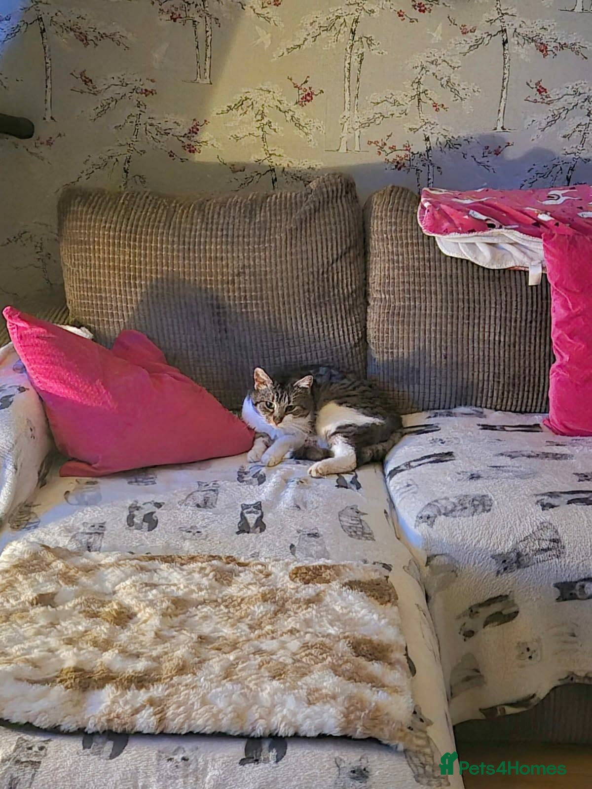 Mixed Breed cats for adoption: Mercury for adoption - Advert 4