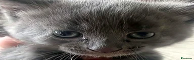 Playful all grey kitten