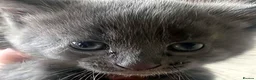 Mixed Breed cats for sale: Gorgeous Litter of 3 healthy vibrant kittens in Lancing - Advert 12