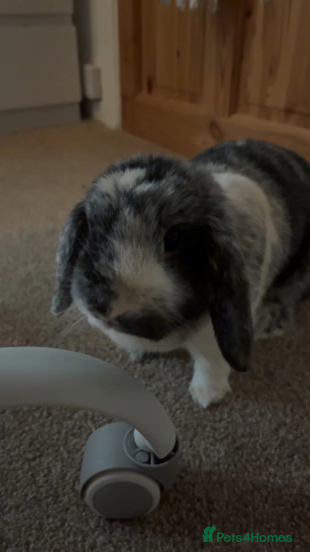 Mixed Breed rabbits for sale: 2 female rabbits  - Advert 2