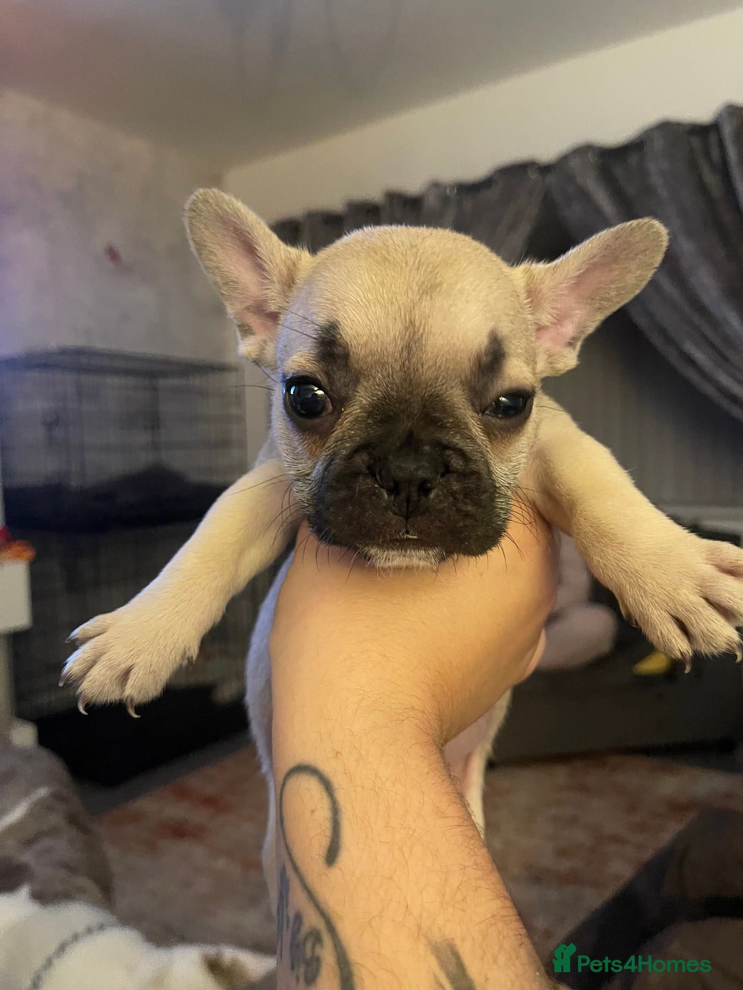 French Bulldog dogs for sale: French bull dog puppies - Image 5