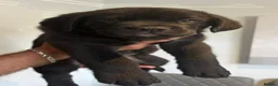 Mixed Breed dogs for sale: Cane Corso 75% x German Shepherd 25% in Bishop's Stortford - Advert 5