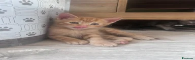 Ginger boy 