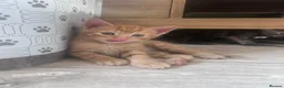 British Shorthair cats for sale: Stunning British short hair kittens - Advert 16