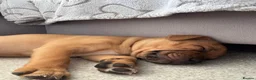 Staffordshire Bull Terrier dogs for stud: Exceptional Red Staffordshire Bull Terrier! - Advert 14