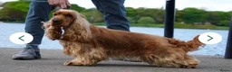 Cocker Spaniel dogs for sale: Show Type Cocker Spaniels  in Northallerton - Advert 3