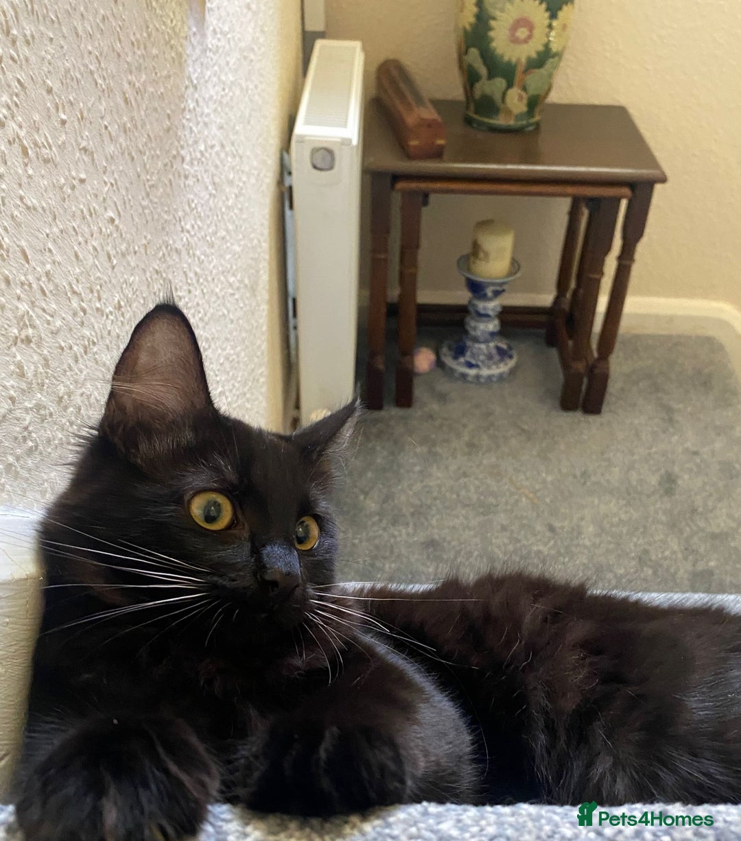 Mixed Breed cats for sale: Persian x Ragdoll mix kittens - Image 3