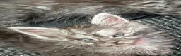 Maine Coon cats for sale: Maine coon solid black/ silver tabby  - Advert 6