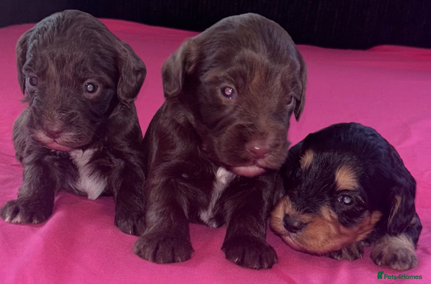 Cockapoo dogs Adorable cockapoo puppies  - Advert 2