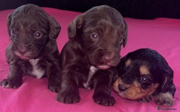 Cockapoo dogs for sale: Adorable cockapoo puppies  - Advert 10