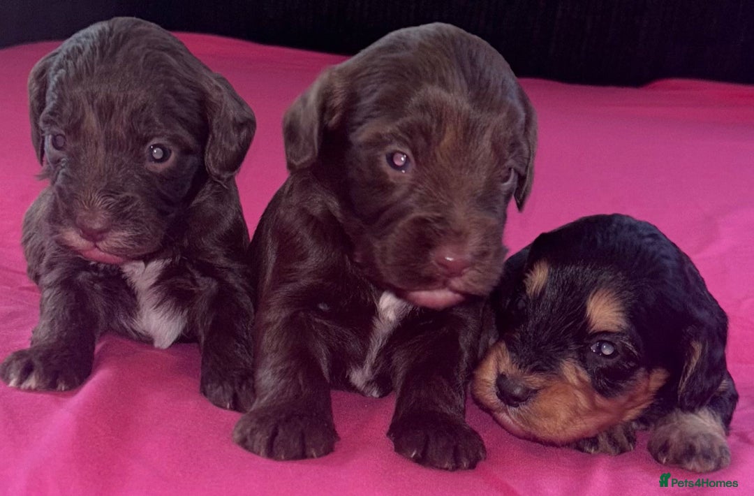 Cockapoo dogs for sale: Adorable cockapoo puppies  - Advert 10