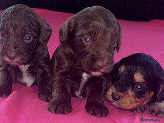 Cockapoo dogs Adorable cockapoo puppies - Advert 3