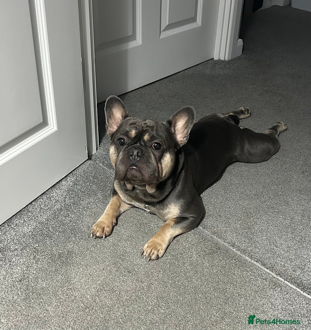 French Bulldog dogs for sale: Loving Home Wanted 3-Year-Old Blue French Bulldog - Advert 1