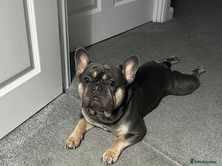 French Bulldog dogs Loving Home Wanted 3-Year-Old Blue French Bulldog - Advert 6