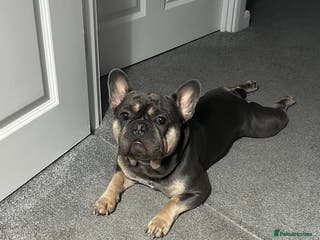 French Bulldog dogs Loving Home Wanted 3-Year-Old Blue French Bulldog - Advert 4