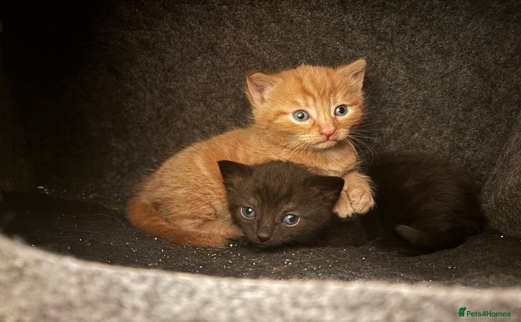 Mixed Breed cats - Advert 1