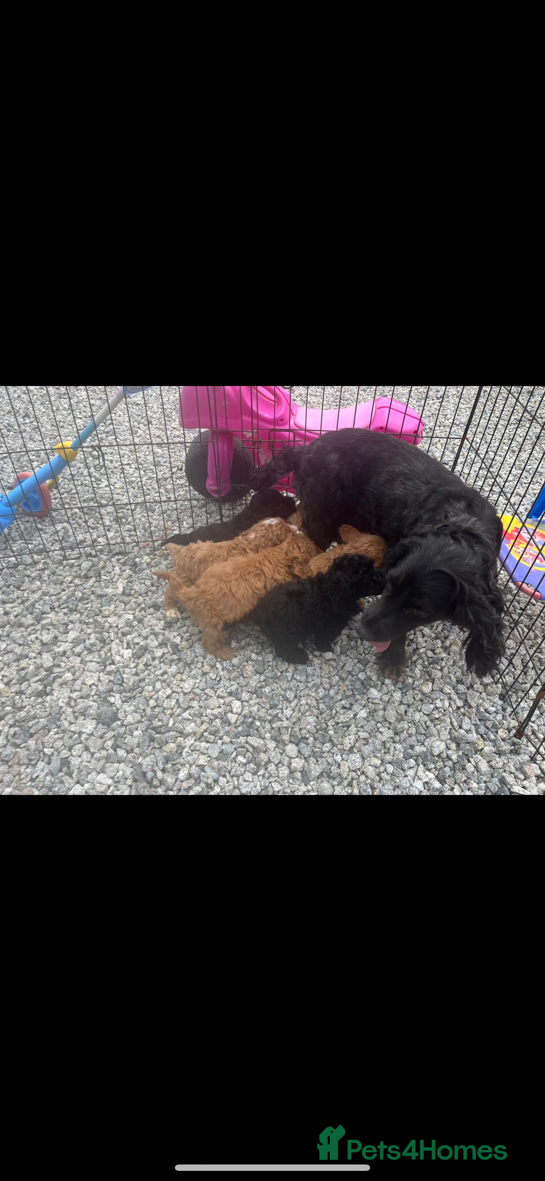 Cockapoo dogs for sale: Cockapoos  - Image 6