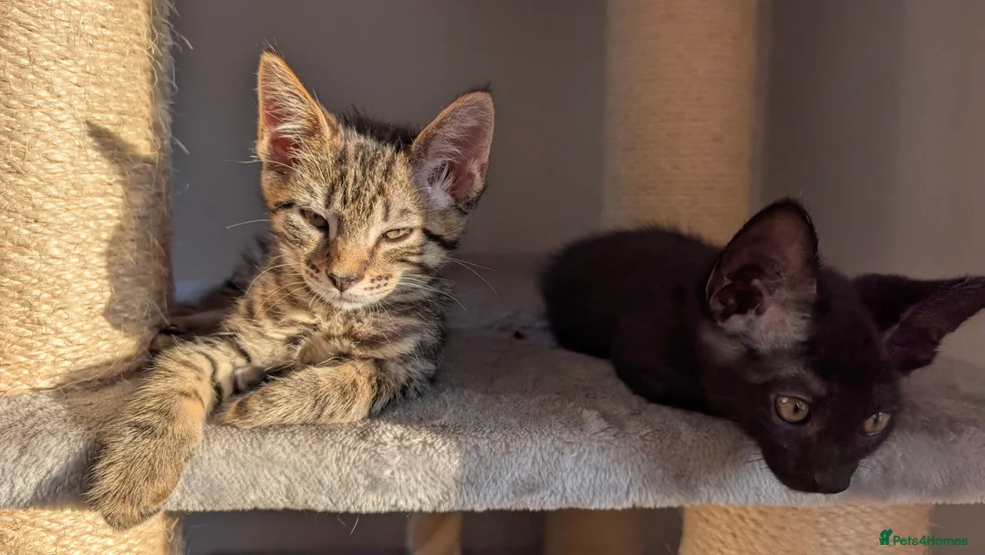 Maine Coon cats for sale: Beautiful Maine Coon/Bengal kittens - Advert 2