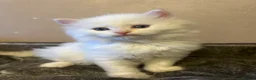 Siberian cats for sale: 💖 Home Raised Fluffy Siberian Kittens  - Advert 7