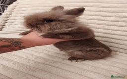 Lionhead rabbits for sale: Chocolate lion head for sale  - Image 3