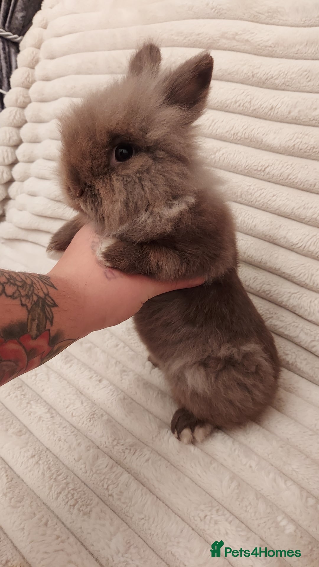 Lionhead rabbits for sale: Chocolate lion head for sale  - Image 3