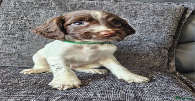 English Springer Spaniel dogs - Advert 8