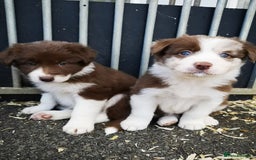 Border Collie dogs for sale: Stunning Fluffy Border Collies Puppies for Sale - Image 11