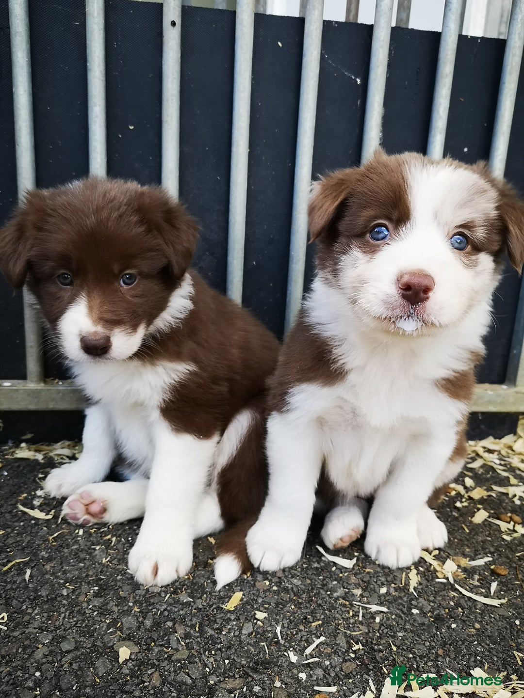 Border Collie dogs for sale: Stunning Fluffy Border Collies Puppies for Sale - Image 11