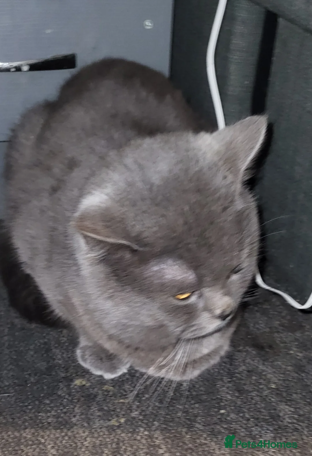 British Shorthair cats for sale: Blue British Shorthair  - Advert 9