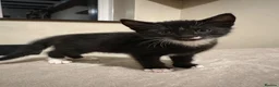 Mixed Breed cats for sale: Male Kittens  - Advert 11