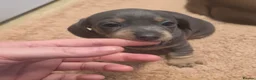 Miniature Dachshund dogs for sale: Adorable KC Registered Miniature Dachshund Puppies - Advert 3