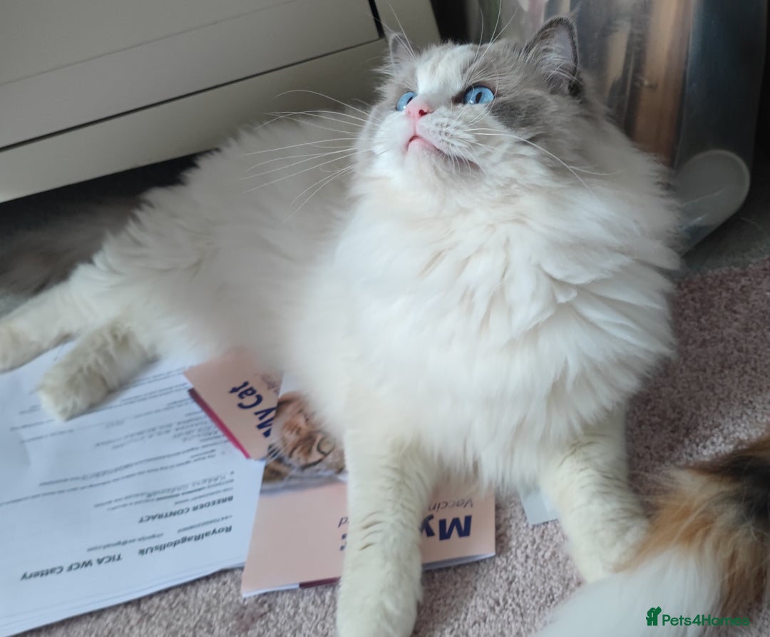 Ragdoll cats for sale: Ragdoll - Advert 4