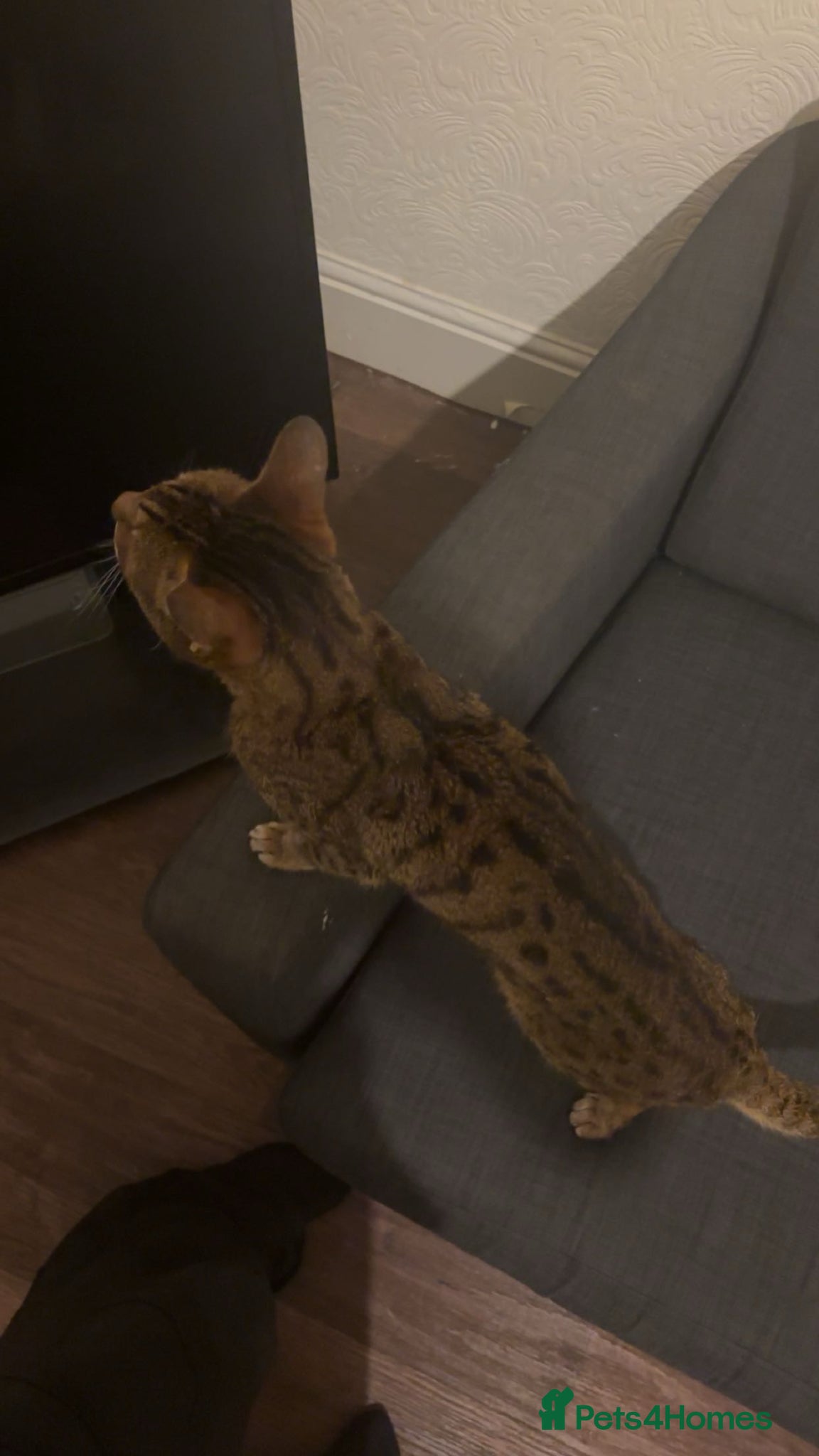 Savannah cats for sale: Savannah Cat - Advert 4