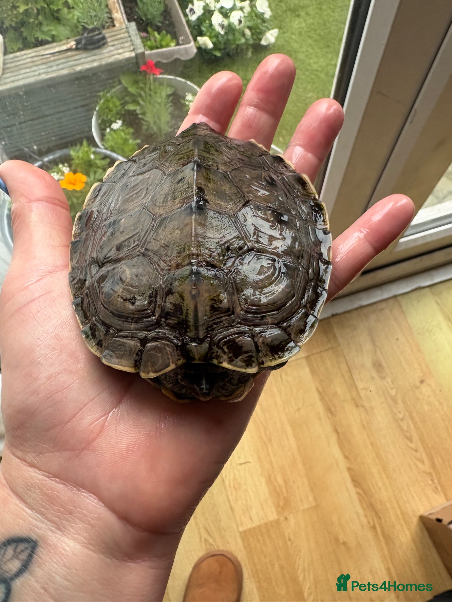 Turtle reptiles 6 year old turtle and tank for sale - Advert 2