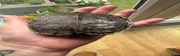 Turtle reptiles for sale: 6 year old turtle and tank for sale in Saint Helens - Advert 2