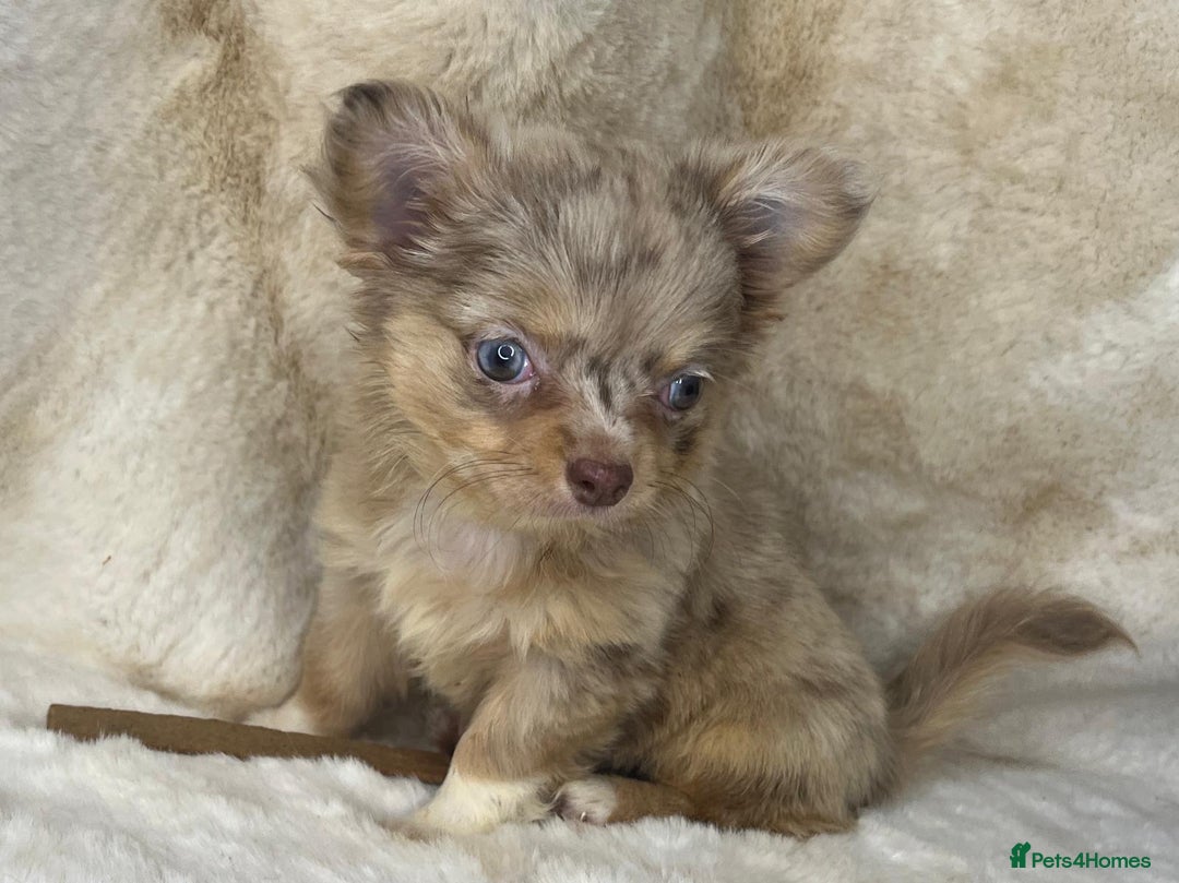 Chihuahua dogs for sale: Chihuahua long coat. Marble  - Image 11