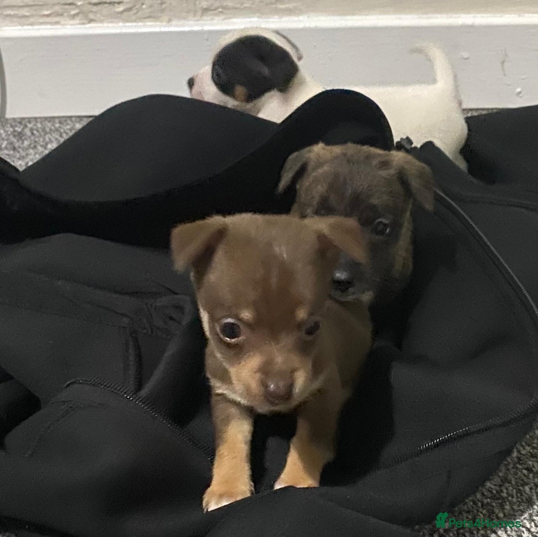 Chihuahua dogs for sale: Beautiful chihuahua puppies for sale  - Advert 5