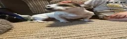 Jackapoo dogs for sale: Two beautiful male toy jackapoos  - Advert 2