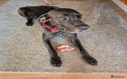Great Dane dogs for stud: Male for Stud - Image 2