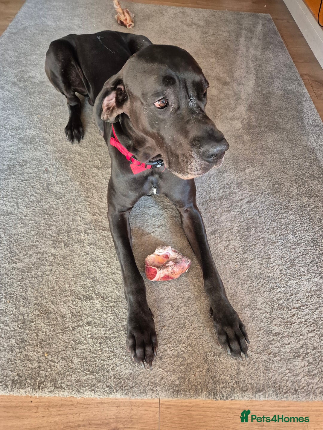 Great Dane dogs for stud: Male for Stud - Image 2