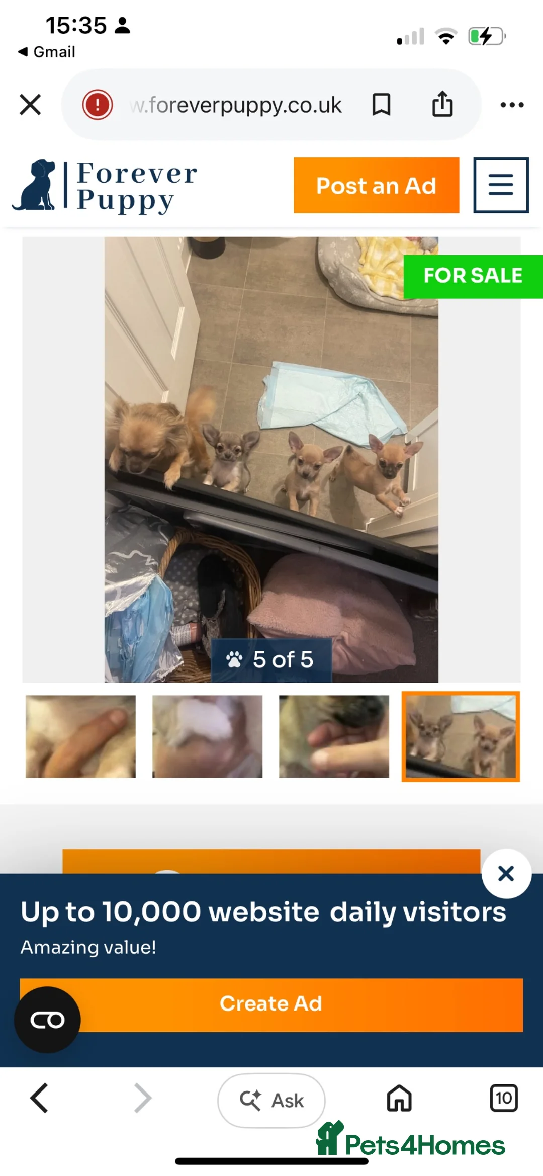 Chihuahua dogs for sale: Puppies for sale  - Advert 4