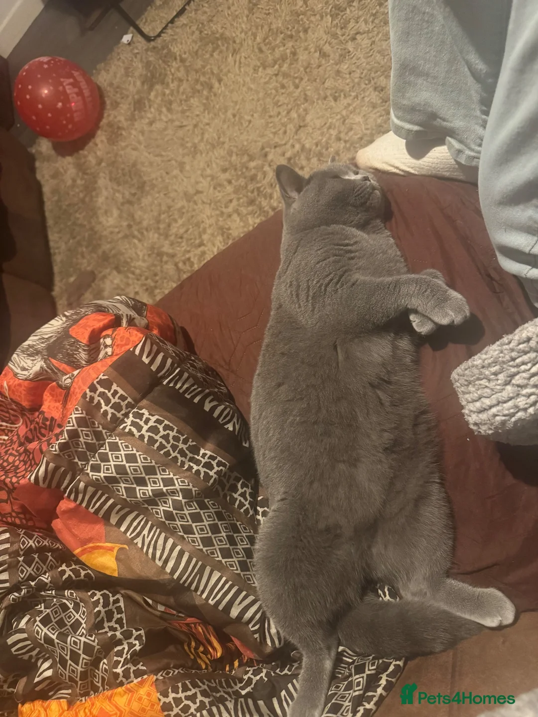British Shorthair cats for sale: Lovely GCCF female cat in Abergavenny - Advert 2