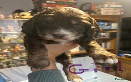 Cockapoo dogs for sale: Beautiful litter of F2 cockapoos  - Image 6