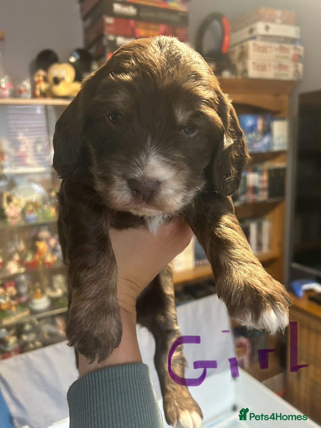 Cockapoo dogs for sale: Beautiful litter of F2 cockapoos  - Image 6