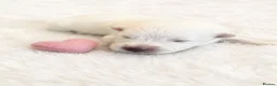 Samoyed dogs for sale: 🐾 Beautiful Samoyed Puppies Available 🐾 - Advert 17