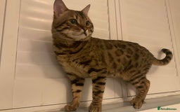 Bengal cats for sale: Beautiful Pure Bengal  - Image 14