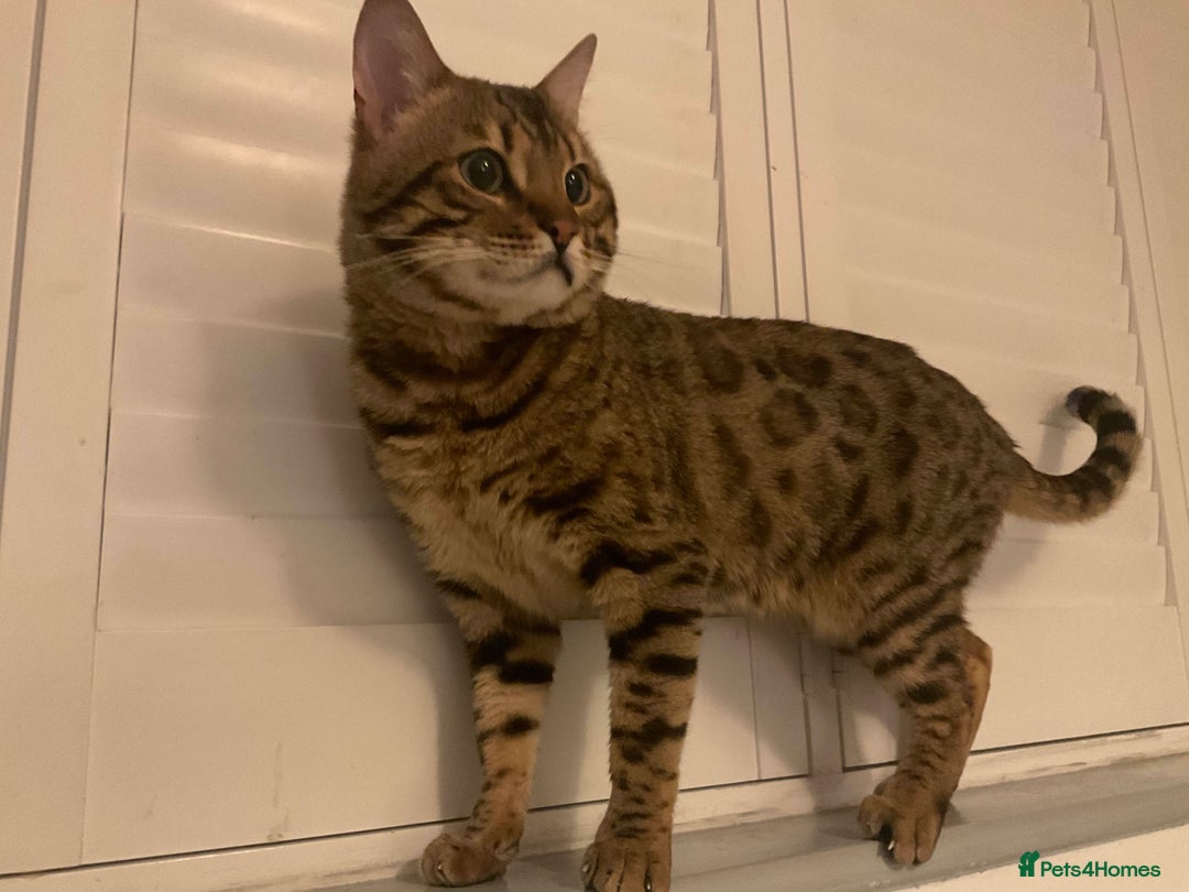 Bengal cats for sale: Beautiful Pure Bengal  - Image 14