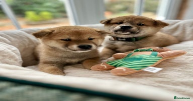 Japanese Shiba Inu dogs - Advert 13