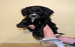Cockapoo dogs for sale: Mixed coloured Cockapoo Puppies  - Image 8