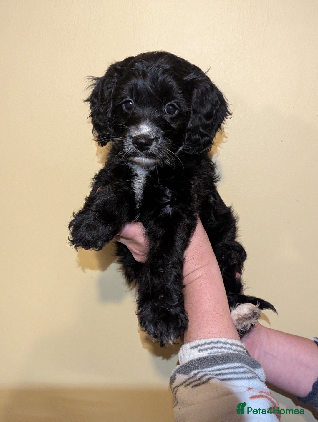 Cockapoo dogs for sale: Mixed coloured Cockapoo Puppies  - Image 8